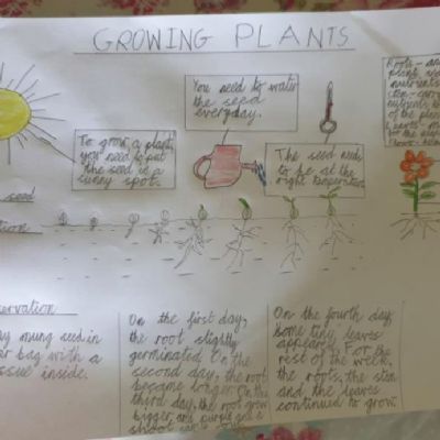 plants 7